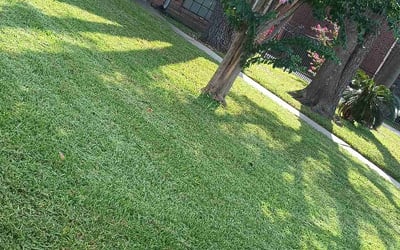 Photo of Delia M.'s yard after getting lawn care in Channelview, TX