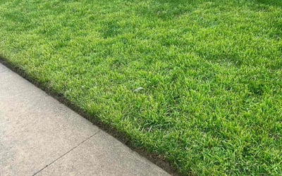 Photo of Patricia M.'s yard after getting lawn care in Brewster, NY
