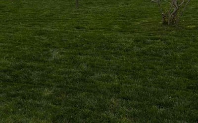 Photo of Lynn B.'s yard after getting lawn care in Gulf Breeze, FL