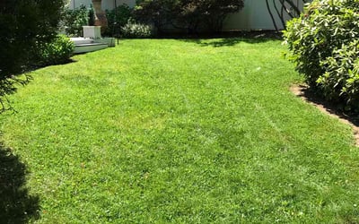 Photo of Abirami M.'s yard after getting lawn care in Exton, PA