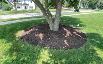 Photo of Amanda C.'s yard after getting lawn care in Tacoma, WA