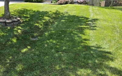 Photo of Sam S.'s yard after getting lawn care in Plainfield, NJ