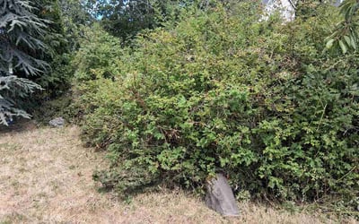 Photo of Whitney P.'s yard after getting lawn care in Manvel, TX