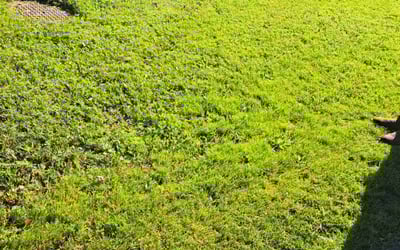 Photo of Debra R.'s yard after getting lawn care in Fridley, MN