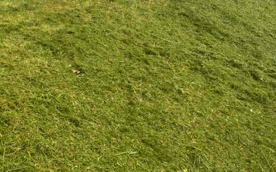 Photo of Michelle C.'s yard after getting lawn care in Manlius, NY