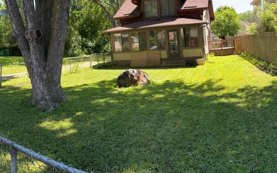 Photo of Megan H.'s yard after getting lawn care in Champlin, MN