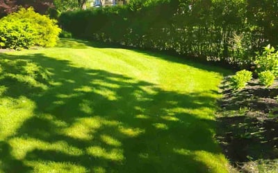 Photo of Louis P.'s yard after getting lawn care in Apex, NC