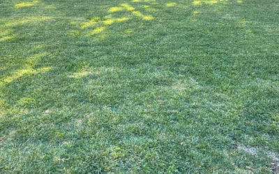 Photo of Anita L.'s yard after getting lawn care in Arcadia, CA