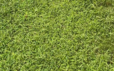 Photo of Travis T.'s yard after getting lawn care in Goose Creek, SC