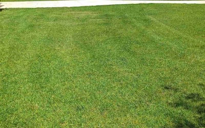 Photo of Doyle R.'s yard after getting lawn care in Jacksonville, NC