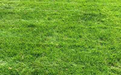 Photo of Sandra A.'s yard after getting lawn care in Riverside, IL