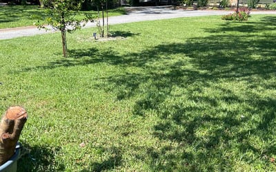 Photo of Marshay T.'s yard after getting lawn care in Memphis, TN