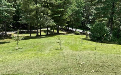 Photo of Cheryl E.'s yard after getting lawn care in Dalton, GA
