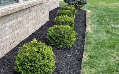 Photo of Scott S.'s yard after getting lawn care in Seffner, FL