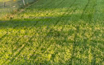Photo of Catherine V.'s yard after getting lawn care in Carnegie, PA