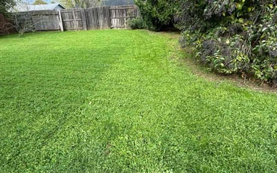 Photo of Felipe F.'s yard after getting lawn care in Rancho Cordova, CA