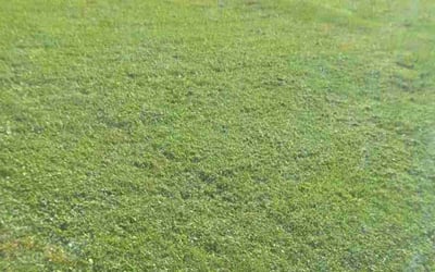 Photo of Mario P.'s yard after getting lawn care in South Holland, IL