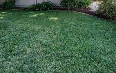 Photo of Sarah H.'s yard after getting lawn care in Davis, CA