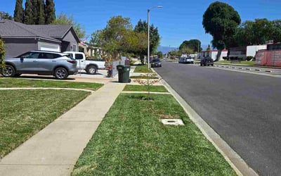 Photo of Amber M.'s yard after getting lawn care in Pico Rivera, CA
