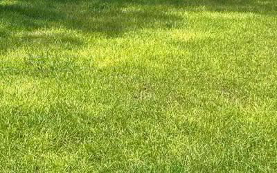 Photo of Matt V.'s yard after getting lawn care in Niceville, FL