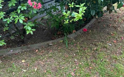Photo of Jynny T.'s yard after getting lawn care in Stoughton, MA