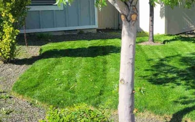 Photo of Jillian B.'s yard after getting lawn care in Beaverton, OR