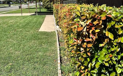 Photo of Gauthier V.'s yard after getting lawn care in Yorba Linda, CA