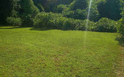 Photo of Ladonna L.'s yard after getting lawn care in Abbeville, LA