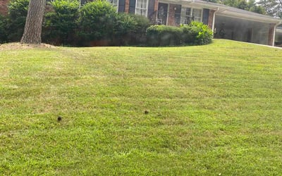 Photo of Scott P.'s yard after getting lawn care in Chamblee, GA