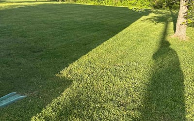 Photo of Gabrian D.'s yard after getting lawn care in Chelsea, MA