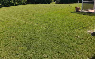 Photo of Kirstie L.'s yard after getting lawn care in Coolidge, AZ