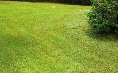 Photo of Susan K.'s yard after getting lawn care in Northport, AL