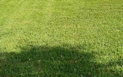 Photo of Jennah G.'s yard after getting lawn care in Humble, TX