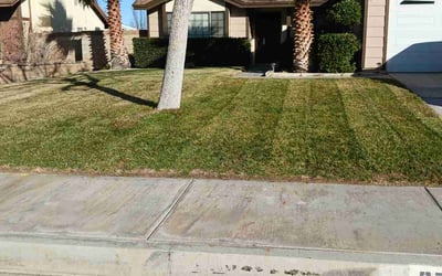 Photo of Tracy K.'s yard after getting lawn care in Lancaster, CA