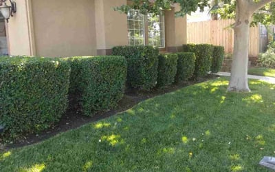Photo of Justus A.'s yard after getting lawn care in Fairfield, CA