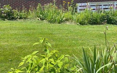 Photo of Angelo B.'s yard after getting lawn care in Chicopee, MA