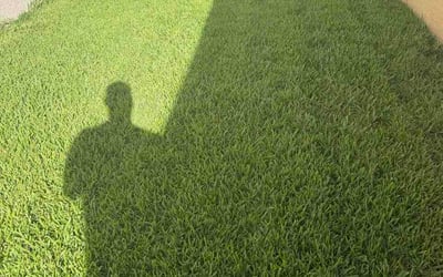 Photo of Michelle A.'s yard after getting lawn care in Birmingham, MI