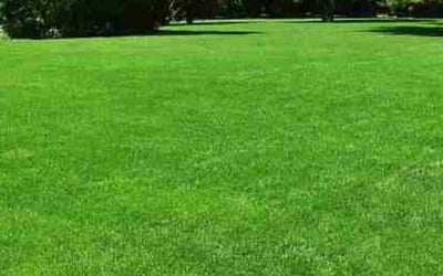 Photo of Daniel R.'s yard after getting lawn care in Louisville, OH