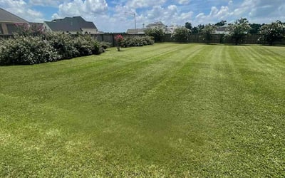 Photo of Zakk T.'s yard after getting lawn care in Los Angeles, CA