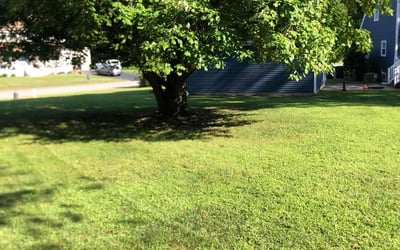 Photo of Linda L.'s yard after getting lawn care in Stoughton, MA