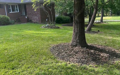 Photo of Shizza M.'s yard after getting lawn care in Charlotte, NC