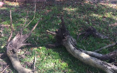 Photo of Keven N.'s yard after getting tree care in San Antonio, FL