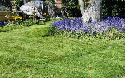 Photo of Darrel G.'s yard after getting lawn care in Fife, WA