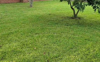 Photo of Robert G.'s yard after getting lawn care in Wakefield, RI