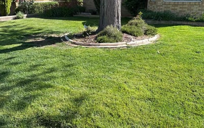 Photo of Delight D.'s yard after getting lawn care in Albuquerque, NM