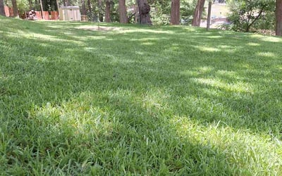 Photo of Cody M.'s yard after getting lawn care in New Braunfels, TX