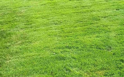 Photo of Miriam H.'s yard after getting lawn care in East Cleveland, OH