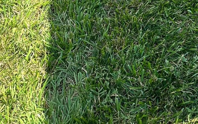 Photo of Dawn B.'s yard after getting lawn care in Baltimore, MD