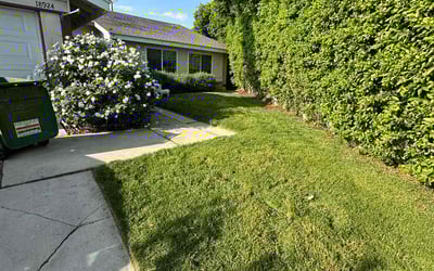 Photo of Allison L.'s yard after getting lawn care in Temple City, CA