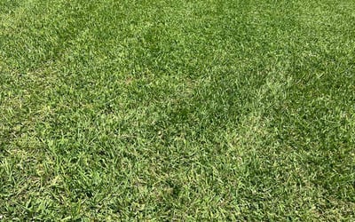 Photo of Mark D.'s yard after getting lawn care in Sparks, NV